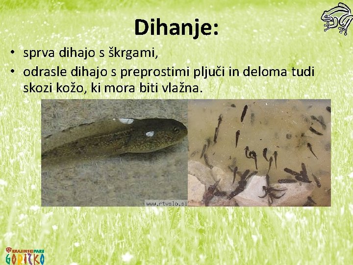 Dihanje: • sprva dihajo s škrgami, • odrasle dihajo s preprostimi pljuči in deloma