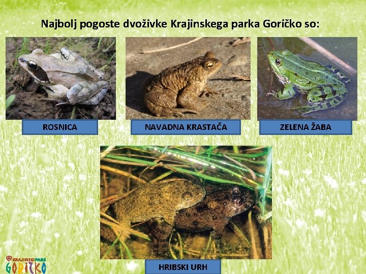 Najbolj pogoste dvoživke Krajinskega parka Goričko so: ROSNICA NAVADNA KRASTAČA HRIBSKI URH ZELENA ŽABA