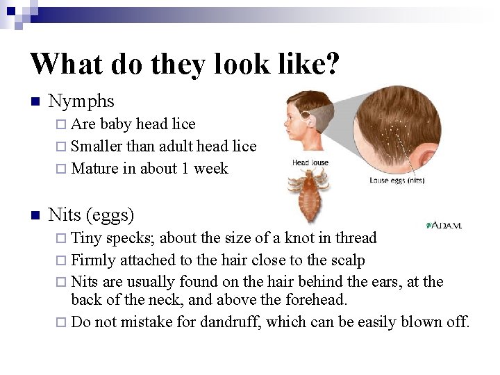 What do they look like? n Nymphs ¨ Are baby head lice ¨ Smaller