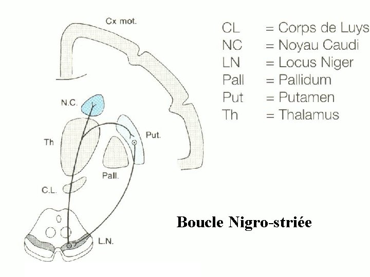 Boucle Nigro-striée 