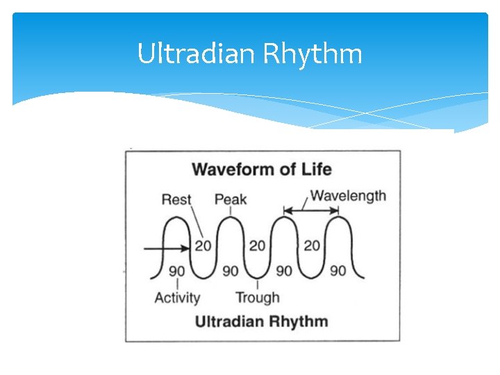 Ultradian Rhythm 