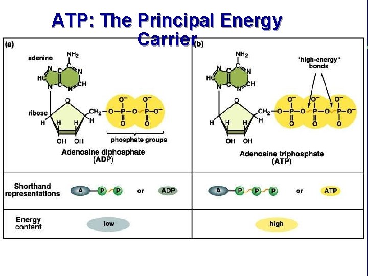 ATP: The Principal Energy Carrier 