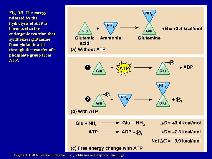 Fig. 6. 9 The energy released by the hydrolysis of ATP is harnessed to