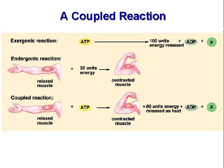 A Coupled Reaction 