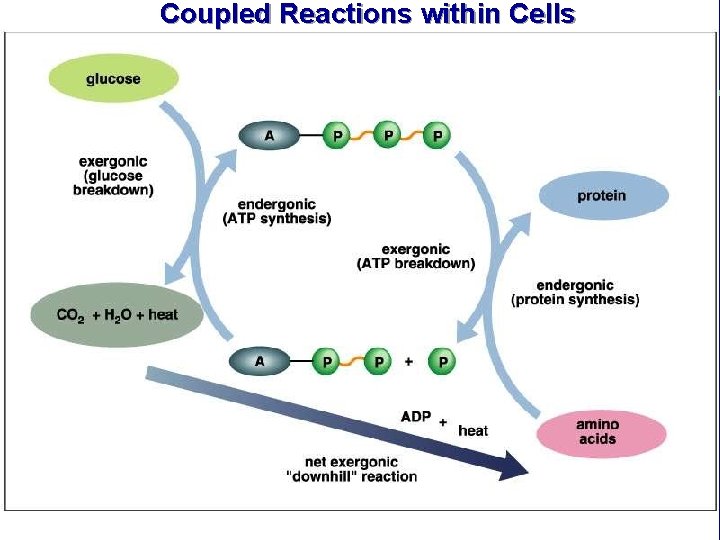Coupled Reactions within Cells 