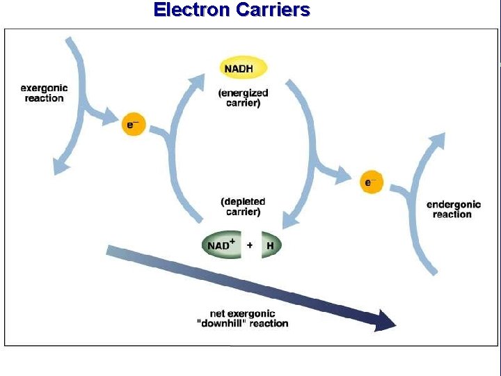 Electron Carriers 