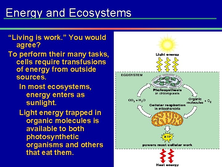 Energy and Ecosystems “Living is work. ” You would agree? To perform their many