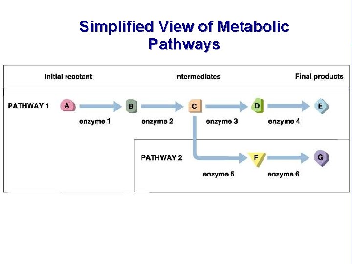 Simplified View of Metabolic Pathways 