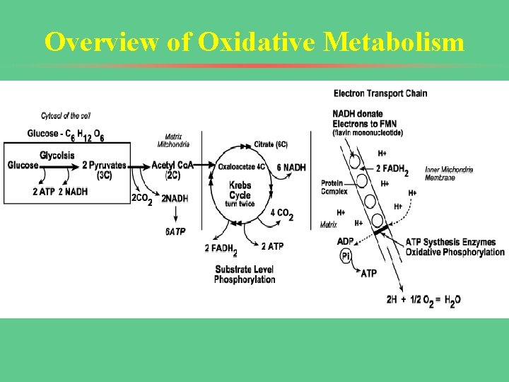 Overview of Oxidative Metabolism 