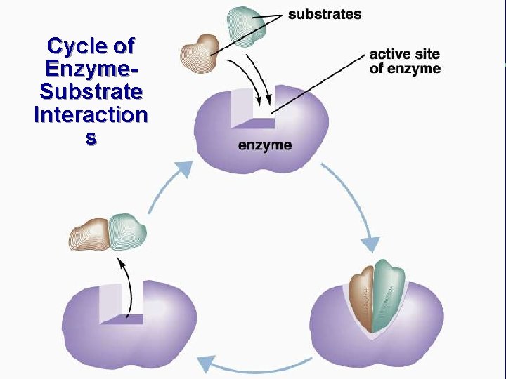 Cycle of Enzyme. Substrate Interaction s 