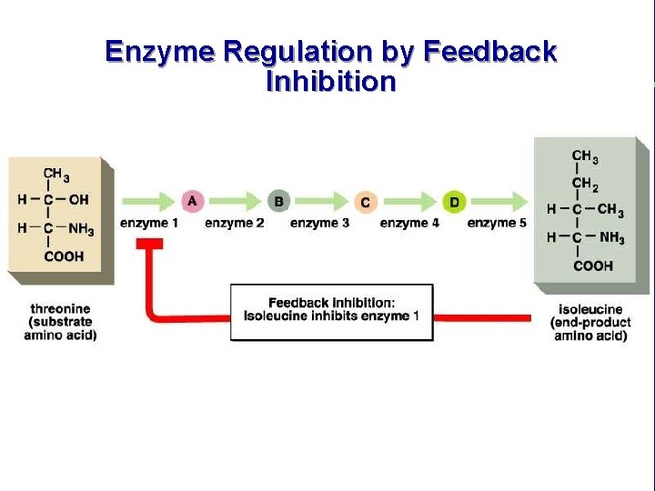 Enzyme Regulation by Feedback Inhibition 