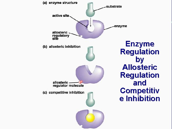 Enzyme Regulation by Allosteric Regulation and Competitiv e Inhibition 