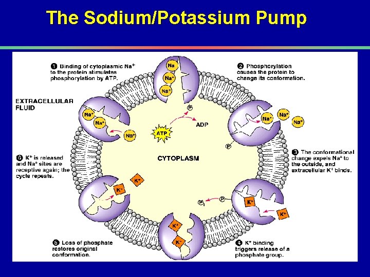 The Sodium/Potassium Pump 