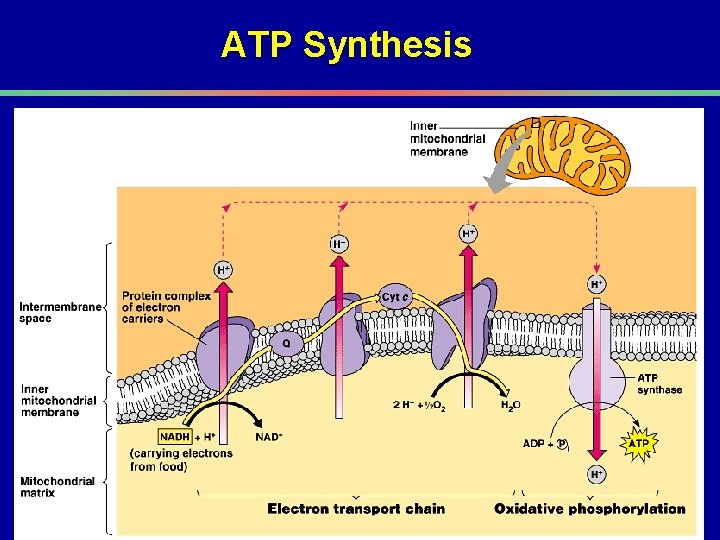 ATP Synthesis 