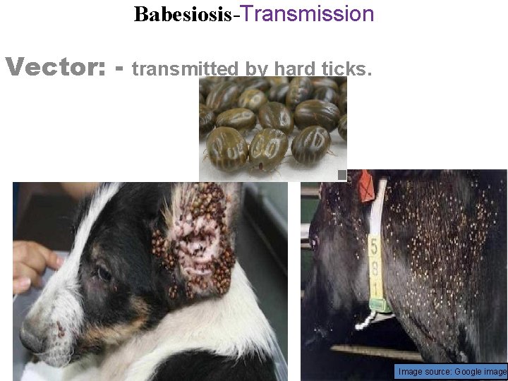 Babesiosis-Transmission Vector: - transmitted by hard ticks. Image source: Google image 