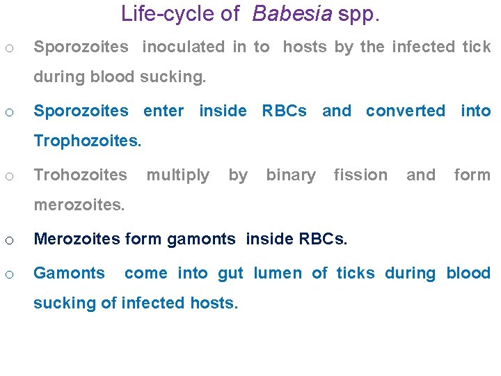 Life-cycle of Babesia spp. o Sporozoites inoculated in to hosts by the infected tick