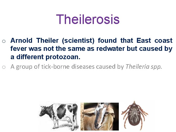 Theilerosis o Arnold Theiler (scientist) found that East coast fever was not the same