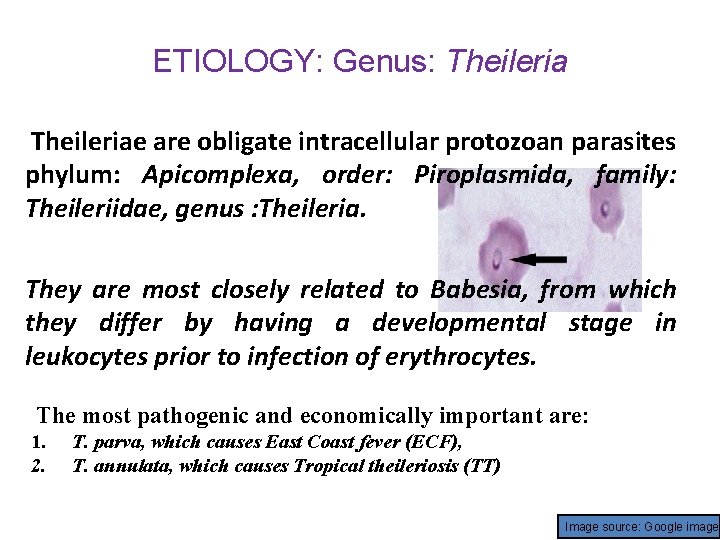 ETIOLOGY: Genus: Theileriae are obligate intracellular protozoan parasites phylum: Apicomplexa, order: Piroplasmida, family: Theileriidae,