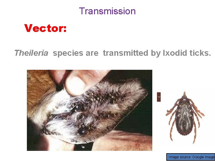 Transmission Vector: Theileria species are transmitted by Ixodid ticks. Image source: Google image 