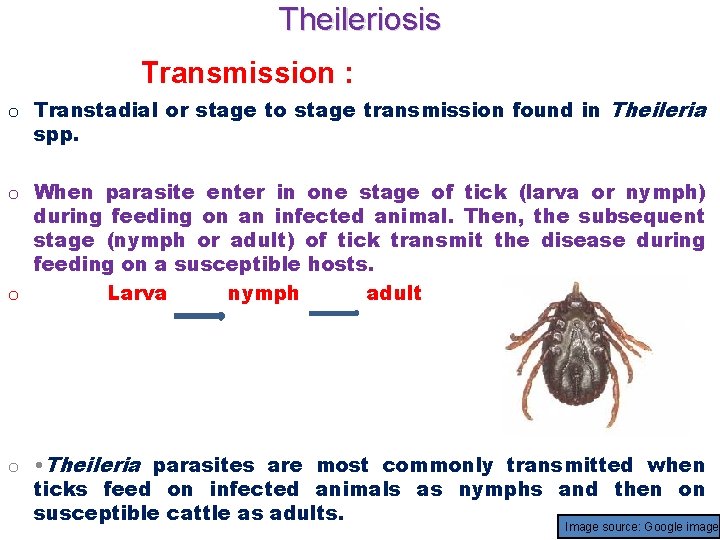 Theileriosis Transmission : o Transtadial or stage to stage transmission found in Theileria spp.