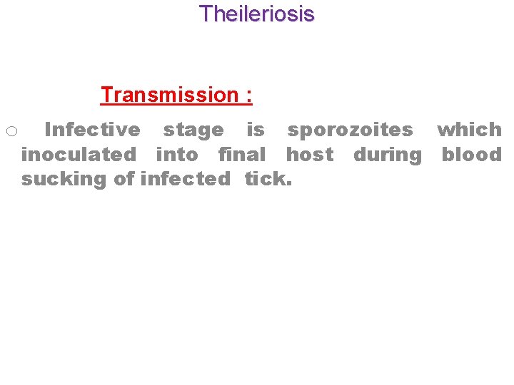 Theileriosis Transmission : o Infective stage is sporozoites which inoculated into final host during