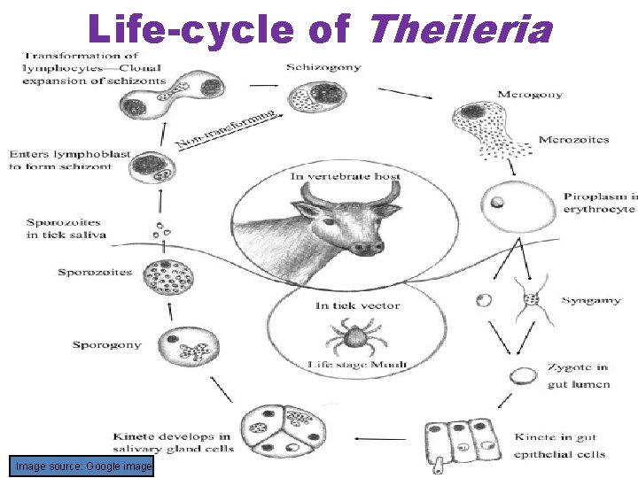 Life-cycle of Theileria Image source: Google image 