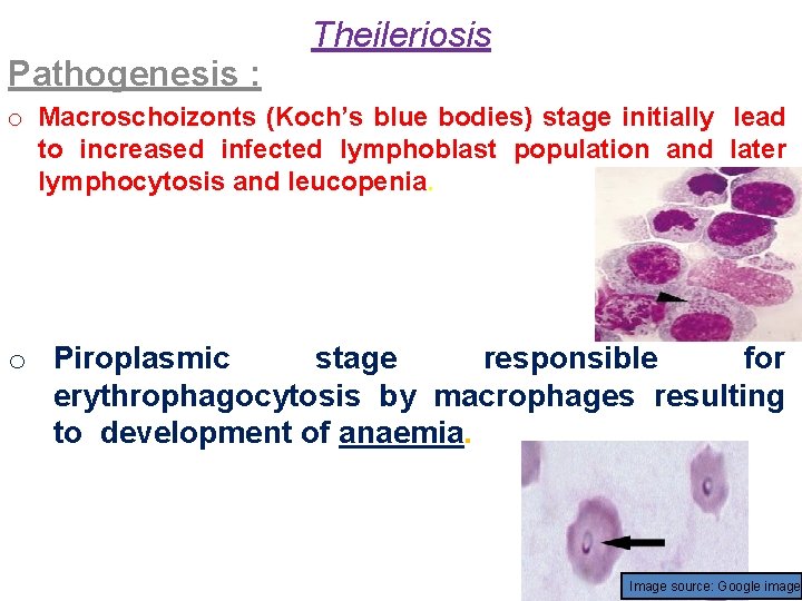 Pathogenesis : Theileriosis o Macroschoizonts (Koch’s blue bodies) stage initially lead to increased infected