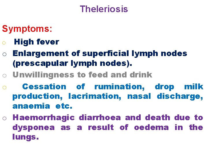 Theleriosis Symptoms: o o o High fever Enlargement of superficial lymph nodes (prescapular lymph