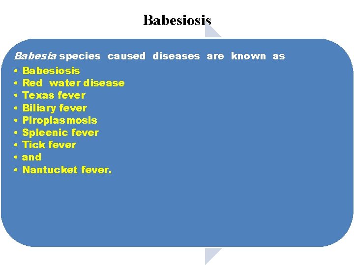 Babesiosis Babesia species caused diseases are known as • Babesiosis • Red water disease