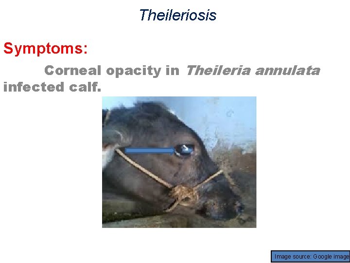 Theileriosis Symptoms: Corneal opacity in Theileria annulata infected calf. Image source: Google image 