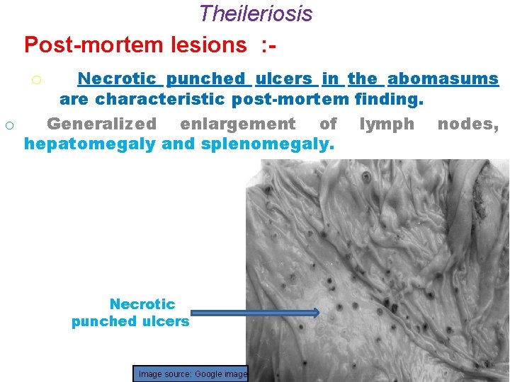 Theileriosis Post-mortem lesions : Necrotic punched ulcers in the abomasums are characteristic post-mortem finding.