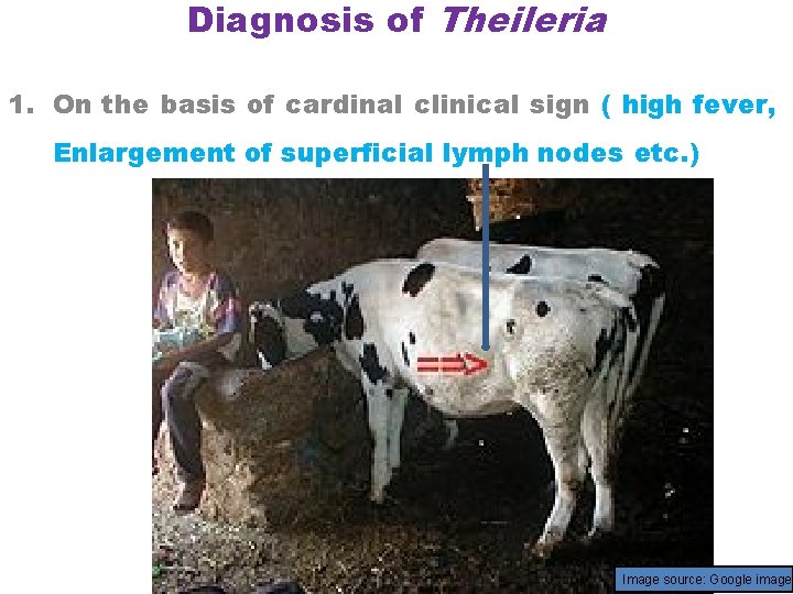 Diagnosis of Theileria 1. On the basis of cardinal clinical sign ( high fever,