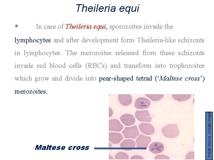 Theileria equi • In case of Theileria equi, sporozoites invade the lymphocytes and after