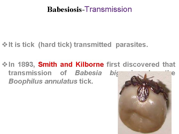 Babesiosis-Transmission v It is tick (hard tick) transmitted parasites. v In 1893, Smith and
