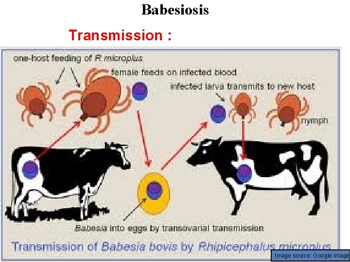 Babesiosis Transmission : Image source: Google image 