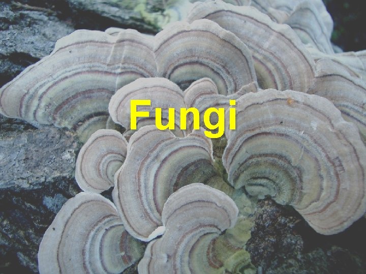 Fungi 