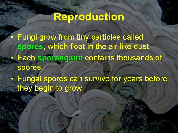 Reproduction • Fungi grow from tiny particles called spores, which float in the air