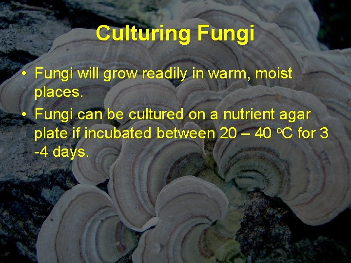 Culturing Fungi • Fungi will grow readily in warm, moist places. • Fungi can