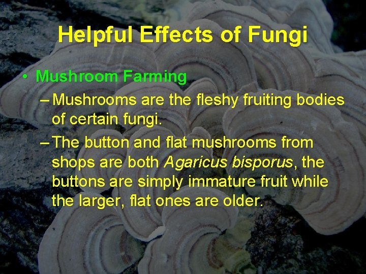 Helpful Effects of Fungi • Mushroom Farming – Mushrooms are the fleshy fruiting bodies