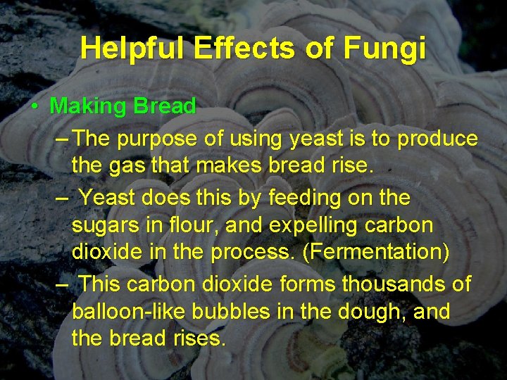 Helpful Effects of Fungi • Making Bread – The purpose of using yeast is