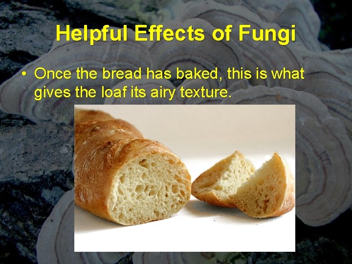 Helpful Effects of Fungi • Once the bread has baked, this is what gives