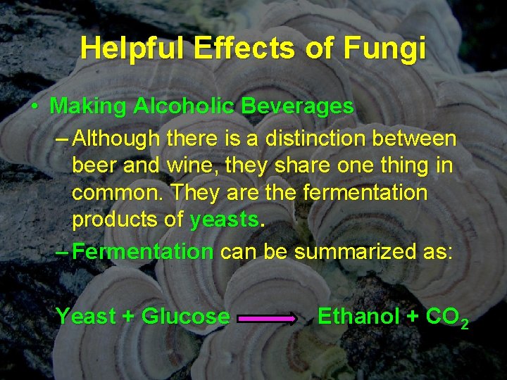 Helpful Effects of Fungi • Making Alcoholic Beverages – Although there is a distinction