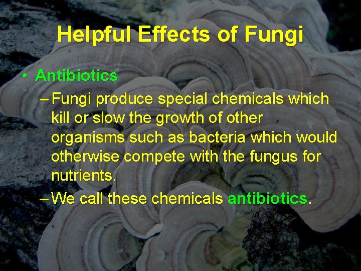 Helpful Effects of Fungi • Antibiotics – Fungi produce special chemicals which kill or