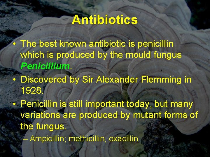 Antibiotics • The best known antibiotic is penicillin which is produced by the mould