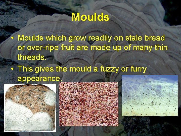 Moulds • Moulds which grow readily on stale bread or over-ripe fruit are made