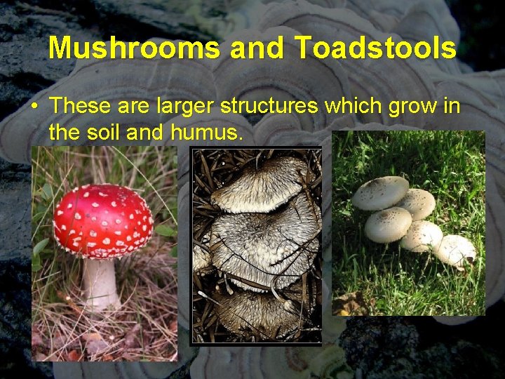 Mushrooms and Toadstools • These are larger structures which grow in the soil and