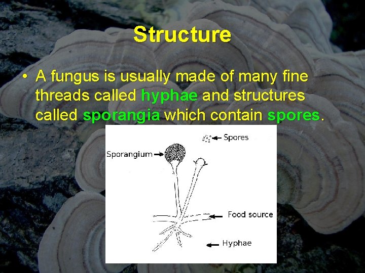 Structure • A fungus is usually made of many fine threads called hyphae and