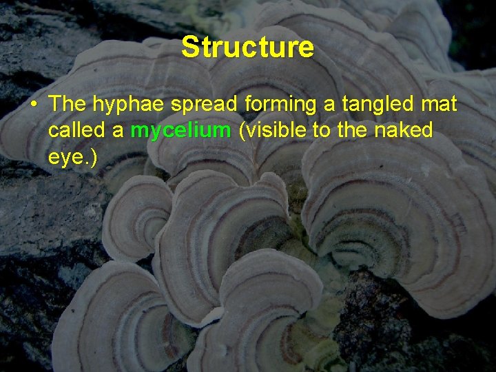Structure • The hyphae spread forming a tangled mat called a mycelium (visible to