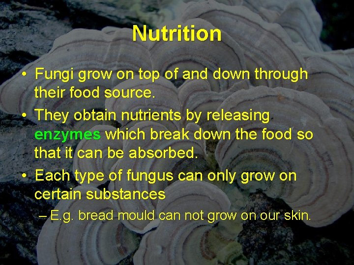 Nutrition • Fungi grow on top of and down through their food source. •