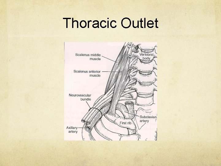 Thoracic Outlet 